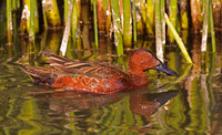 Cinnamon Teal - Ventura, California