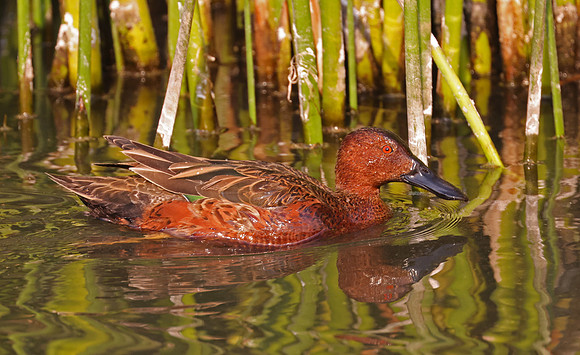 Cinnamon Teal - Ventura, California