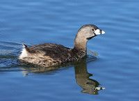 Pied-billed Grebe - Los Padres National Forest, California
