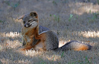 Island Fox -  Channel Islands National Park, Ventura, California