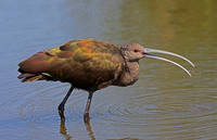 White-faced Ibis - Olivas Links Golf Course, Ventura, California
