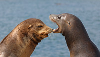 California Sea Lion