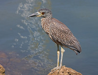 Yellow-crowned Night Heron - Oxnard, CA