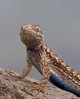 Western Fence Lizard - Oxnard, CA