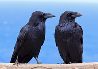 Ravens - Channel Islands National Park, Ventura, California