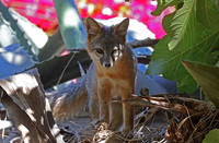 Island Fox -  Channel Islands National Park, Ventura, California
