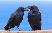 Common Raven - Channel Islands, Ventura, California
