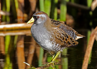 Sora - Olivas Links Golf Course - Ventura, CA