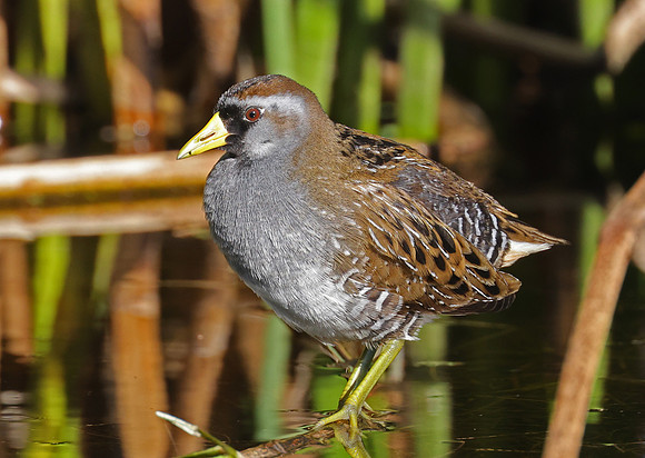 Sora - Olivas Links Golf Course - Ventura, CA