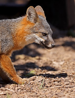 Island Fox