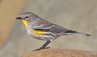 Yellow-rumped Warbler - Malibu, CA
