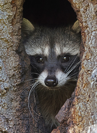 Raccoon - Soule Park Golf Course, Ojai, California