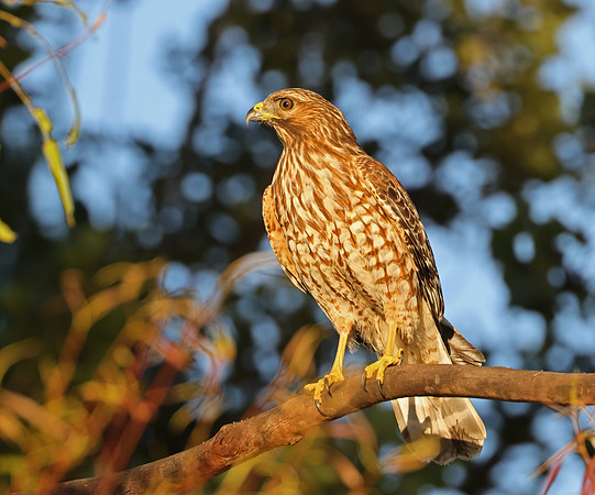 Red-shouldered Hawk - Juvenile, Camarillo, California