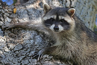 Raccoon - Soule Park Golf Course, Ojai, California