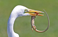 Gilbert's Skink