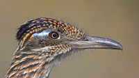 Greater Roadrunner - Rustic Canyon Golf Course, Simi Valley, Cal