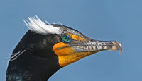 Cormorants