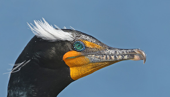 Double-crested Cormorant - Ventura Harbor, Ventura, California