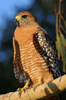 Red-shouldered Hawk - Camarillo, California