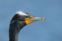 Double-crested Cormorant - Ventura Harbor, Ventura, California