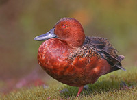 Ducks