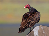 Turkey Vulture