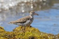 Spotted Sandpiper - Santa Barbara, California