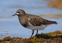 Black Turnstone - Santa Barbara, California