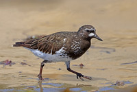 Black Turnstone - Santa Barbara, California