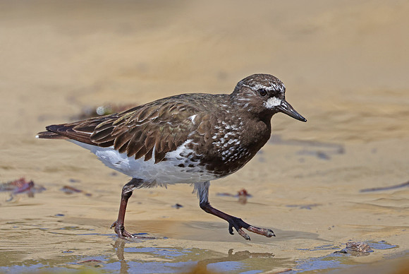 Black Turnstone - Santa Barbara, California
