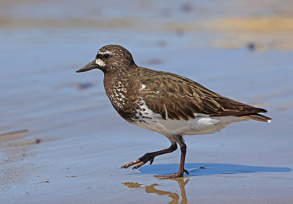 Black Turnstone - Santa Barbara, California