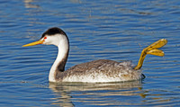 Clark's Grebe - Ventura Harbor, Ventura, CA
