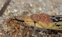 San Diego Gopher Snake - Rustic Canyon Golf Course, Moorpark, Ca