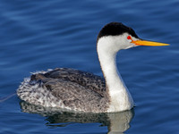 Clark's Grebe - Ventura Harbor, Ventura, CA