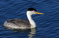 Clark's Grebe