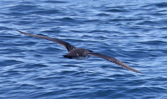 Sooty Shearwater - Pacific Ocean, Channel Islands, California