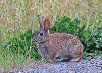 Brush Rabbit - Point Reyes, California