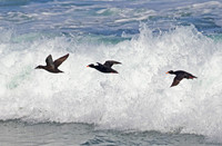 Surf Scoter - Point Reyes, California