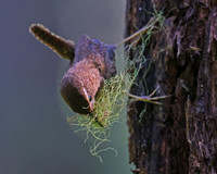 Pacific Wren With Nest Material - Muir Woods, California