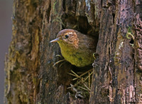 Pacific Wren on Nest Cavity - Muir Woods, California
