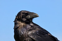 Common Raven - Point Reyes, California