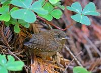Pacific Wren - Muir Woods, California