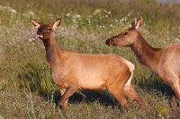 Tule Elk - Point Reyes, California