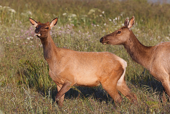 Tule Elk - Point Reyes, California