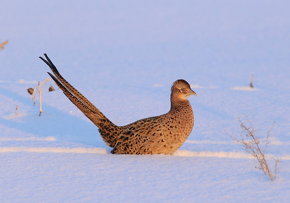 Ring-necked Pheasant - Female in Snow
