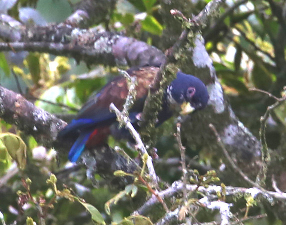 Bronze-winged Parrot - Mindo, Ecuador