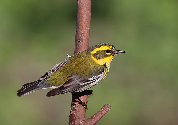 Townsend's Warbler - Camarillo, CA