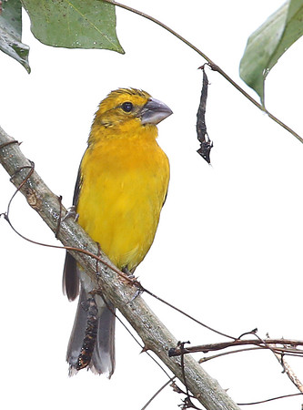 Southern Yellow-Grosbeak - Mindo, Ecuador