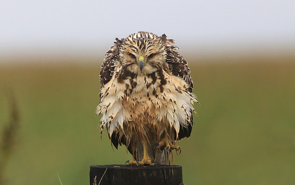 Swainson's Hawk - Anahuac NWR, Texas