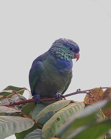 Red-billed Parrot - Mindo, Equitor